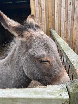 donkey in a farm