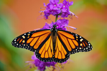 Obraz premium Detailed Close-Up of a Monarch Butterfly on Purple Flowers, Showcasing Its Intricate Wing Patterns and Delicate Antennae in a Natural Garden Setting