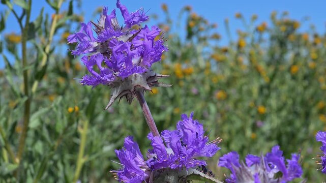 Thistle sage flower zoom in.