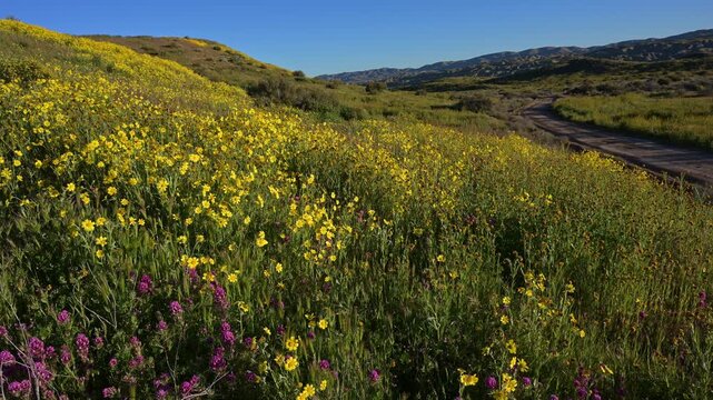 Wildflower bloom by dirt trail Carrizo Plain.