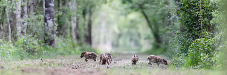 A litter of young striped piglets playing while running and looking for food in a forest alley. Sus scrofa, Sologne, Loiret 45, région Centre Val de Loire, France, European Union, Europe © Nature Emotion