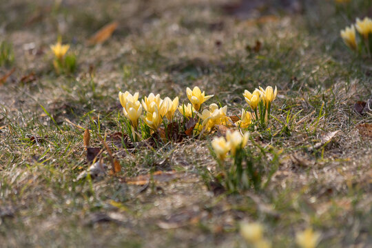 Yellow Crocus flavus blooming in a grassy field in Warsaw. Beautiful first spring flowers emerging from dry grass and fallen leaves. Natural floral background under soft daylight in Poland.