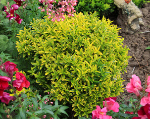 An ornamental shrub japanese spindle (Euonymus japonicus) grows in the garden