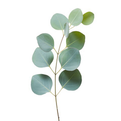 A fresh green branch  of  Eucalyptus branch with lush spring leaves and foliage isolated against a white  transparent PNG  background for a macro nature closeup © SAcollection