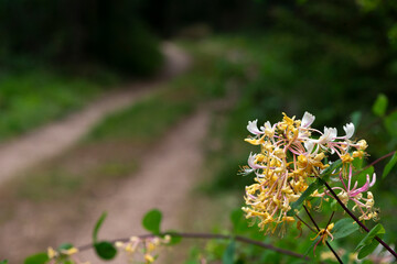 Ch&egrave;vrefeuille des bois,