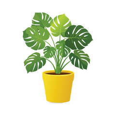 Obraz premium Vibrant monstera plant in yellow pot isolated on white background