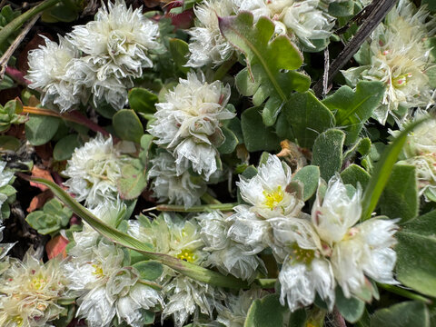Macro close-up of Paronychia argentea (silver nailroot) blooming on the Mediterranean coast of Israel near  sea