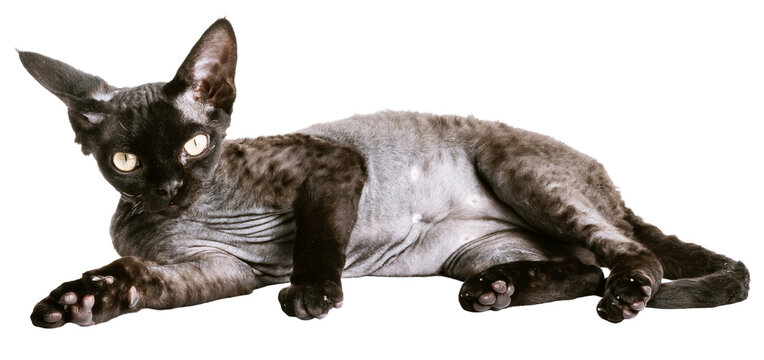 Studio Photography on a white background of a Black Devon Rex six months old Kitten looking unbothered straight at the camera