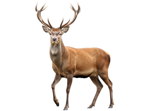 A large brown deer with antlers standing on four legs isolated on transparent background