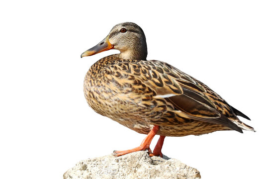 Mallard duck, Anas platyrhynchos, isolated on white background, clipping path