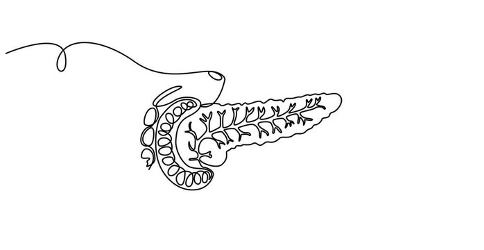 pancreas continuous one line drawing, Human pancreas one line art. Continuous line drawing of human, internal, organs, pancreas, full length animation video, motion graphic, Pancreas organ icon line