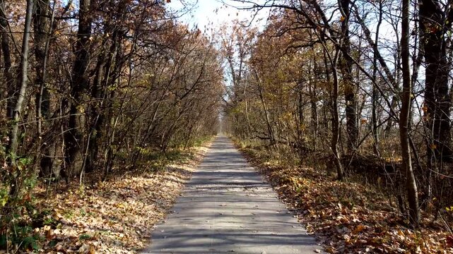 Alley with trees. A paved path between trees and bushes without leaves on a sunny autumn day. Path in the park. Fallen dry leaves. Nobody. Nature backdrop. Natural background