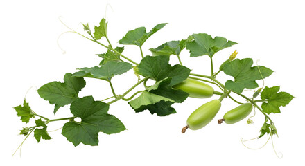Naklejka premium Gourd vine with leaves and developing gourds