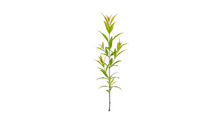 Green plant branch with leaves against grey background