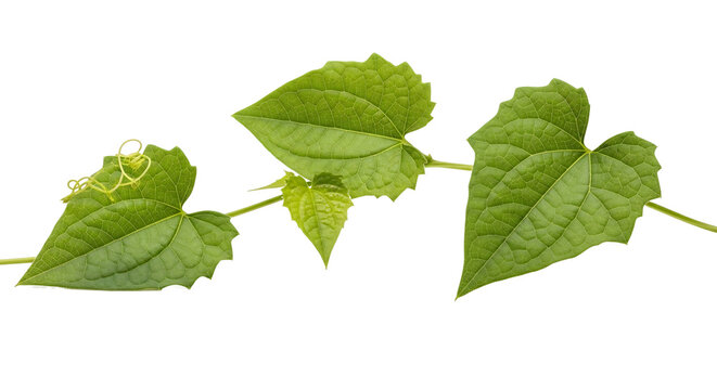 Green vine leaves with tendril on transparent background