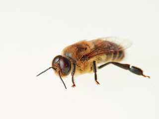 Fototapeta premium Large male honeybee. Apis mellifera