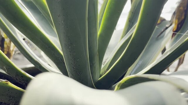 Close-up of agave succulent leaves in sunlight. Natural, calming scene ideal for eco themes, landscaping, wellness branding, and minimal aesthetic backgrounds.