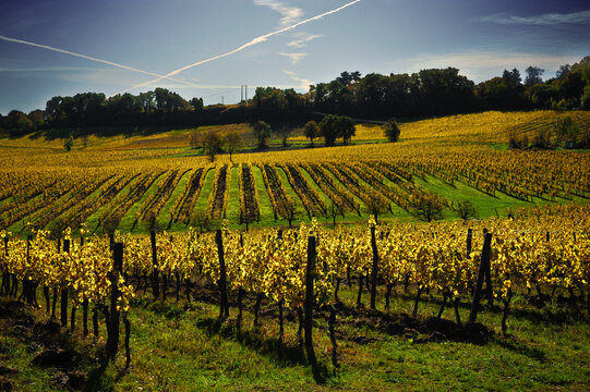 Paysage de vignoble en automne avec feuillage dor&eacute; sous un ciel bleu stri&eacute; de tra&icirc;n&eacute;es de condensation