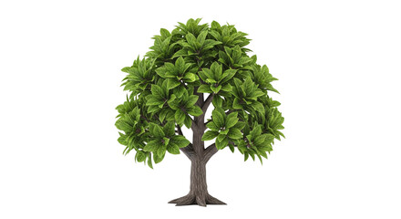 Obraz premium Mature deciduous tree with dense green foliage on transparent background