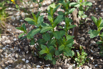 Obraz premium Fresh green mint leaves growing in a garden