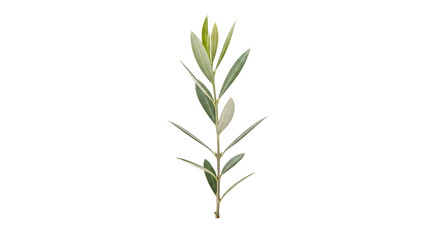 Fototapeta premium Olive branch with leaves on transparent background