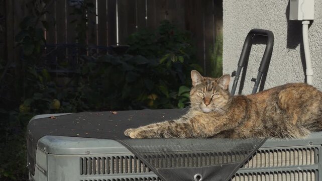 Tabby cat sunbathing on an outdoor air conditioner