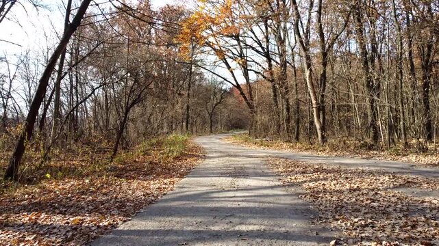 Alley with trees. A paved path between trees and bushes without leaves on a sunny autumn day. Path in the park. Fallen dry leaves. Nobody. Nature backdrop. Natural background