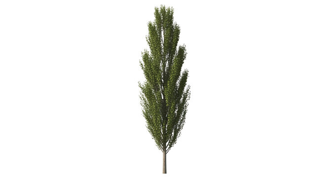Tall slender poplar tree with dense green foliage on transparent