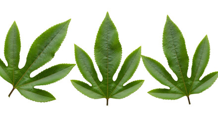 Obraz premium Three green palm like leaves isolated transparent background