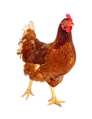 Fototapeta premium Brown hen walking, isolated. Detailed plumage and a bright red comb stand out