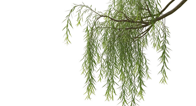 Weeping willow branch with green leaves transparent background