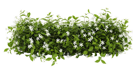 Fototapeta premium White jasmine flowers bush on transparent background