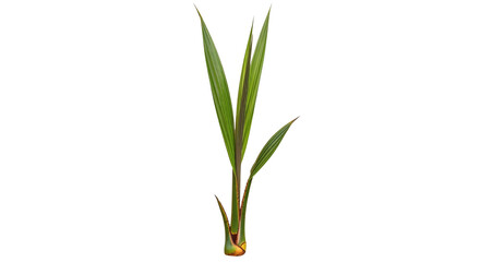 Obraz premium Young palm leaves emerging from base on checkered