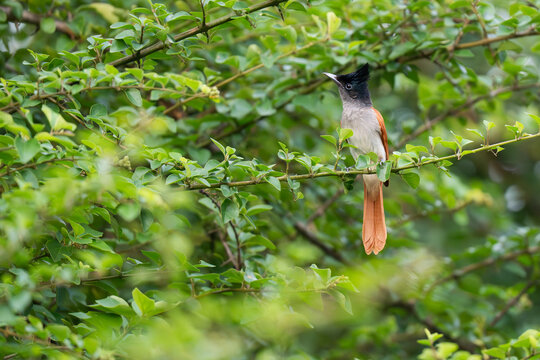 Indian paradise flycatcher perched on a tree branch