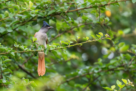 Indian paradise flycatcher perched on a tree branch