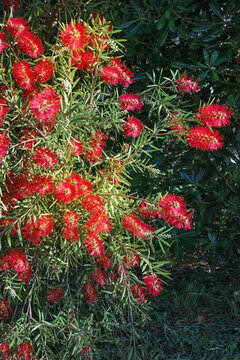 Springtime. Callistemon  viminalis bush with beautiful red flowers in garden