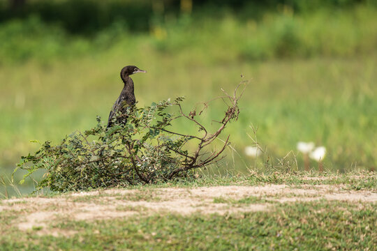 Green nature background and Pygmy cormorant