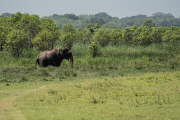 Fototapeta premium Elephants in National Park of Sri Lanka