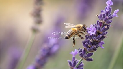 Golden Bee Collecting Nectar From Lavender Flower