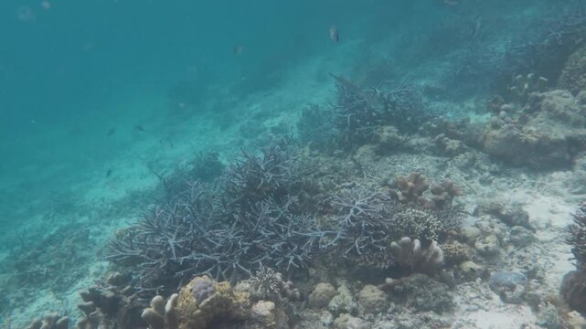Underwater Coral Reef in Coron Palawan Philippines Tropical Marine Life and Clear Blue Ocean