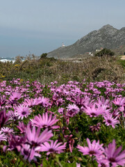 Fototapeta premium Pink ice plant flowers Carpobrotus edulis covering coastal field near Faro Silleiro lighthouse along Camino de Santiago in Oia, Spain with Atlantic ocean, rocky shoreline. Coastal travel, Camino