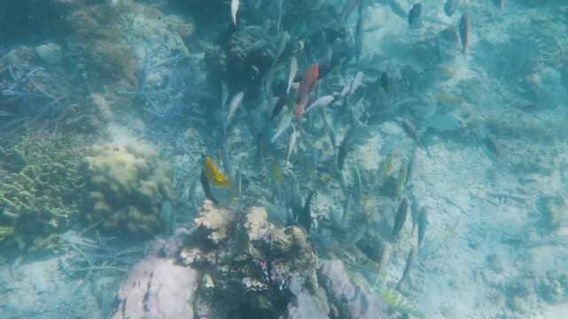 Underwater Coral Reef in Coron Palawan Philippines Tropical Marine Life and Clear Blue Ocean
