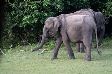 Naklejka premium An elephant in the Yala Sanctuary