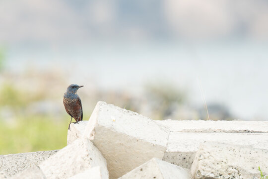 Blue rock thrush bird on a rough concrete surface against a blurred background