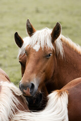 Obraz premium Palomino Horse in Green Meadow Wildlife Nature Rural Landscape Animal Photography