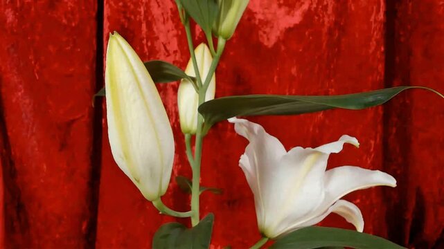 Fioritura rapidadi fiori in metodo timelapse