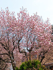Bright spring flowering of park plants.Color photograph of park bushes and trees during the spring flowering period.