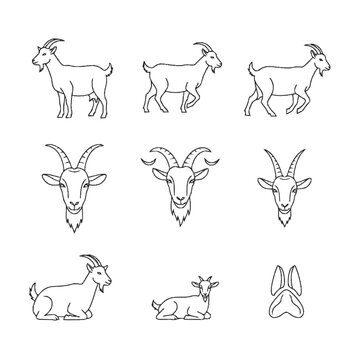 Goat Line Art Vector Icons Set. Farm Animal Illustrations in Various Poses, Headshots, and Horns.