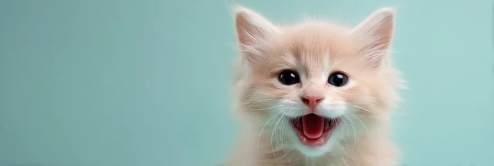 Fotobehang Dierenarts Cream kitten smiling playful teal background closeup face with bright eyes open mouth tiny whiskers and soft fur on pastel backdrop  © Iryna