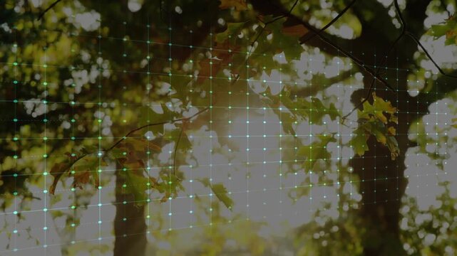 ECG-wave starting left baseline tracing grid over sunlit woods pulsing returning tracking health